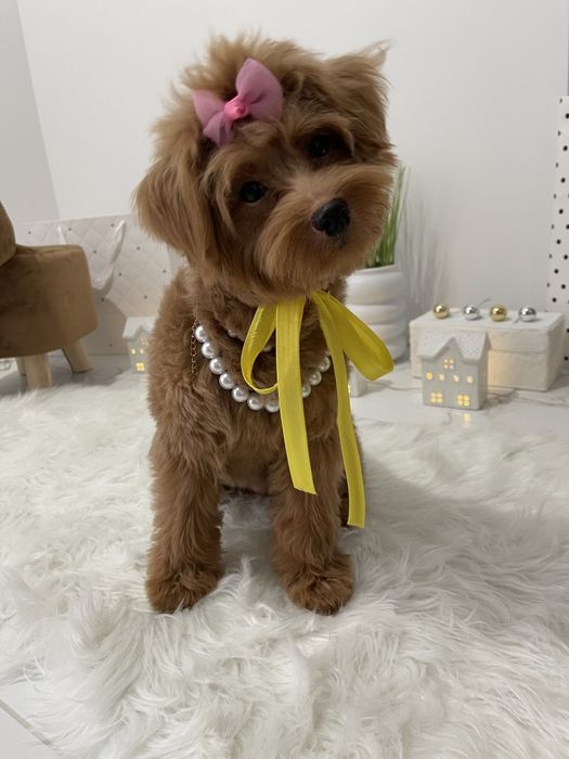 Помапу — Гарантовано закохаєтесь з першого погляду