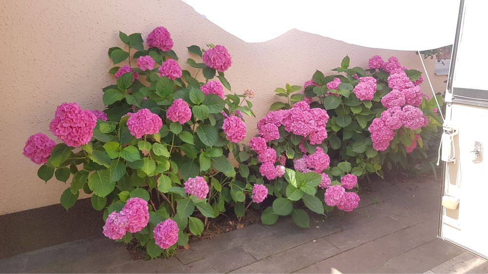 Гортензія садова багаторічна