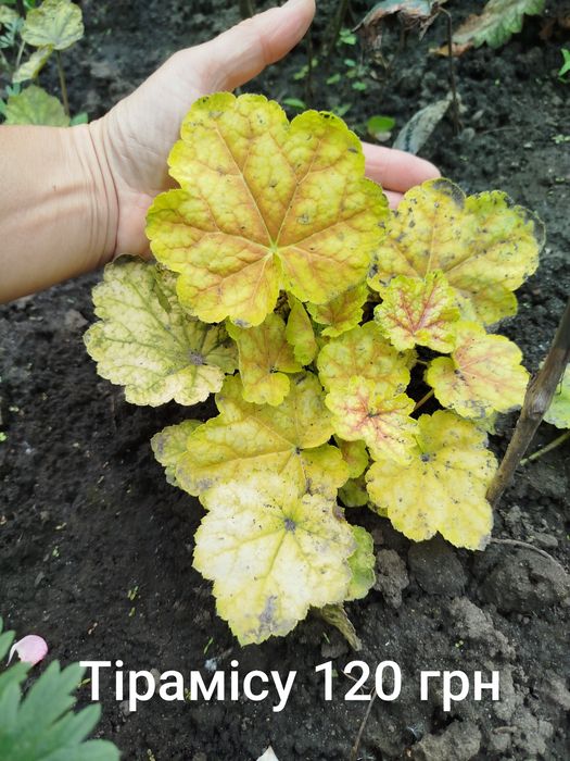 Гейхера, гейхерела, тіарела,  квіти для тінистих ділянок