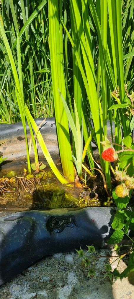 Tatarak botaniczny - do oczka wodnego