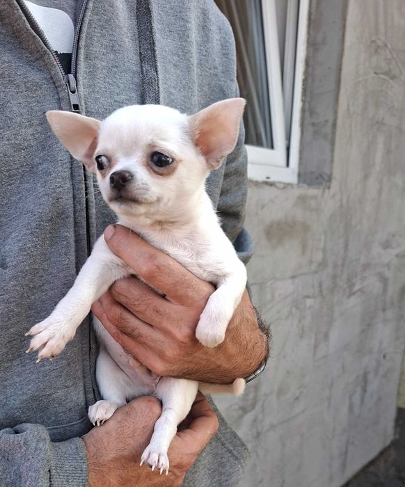 Chihuahua krótkowłosy piesek zkwp FCI