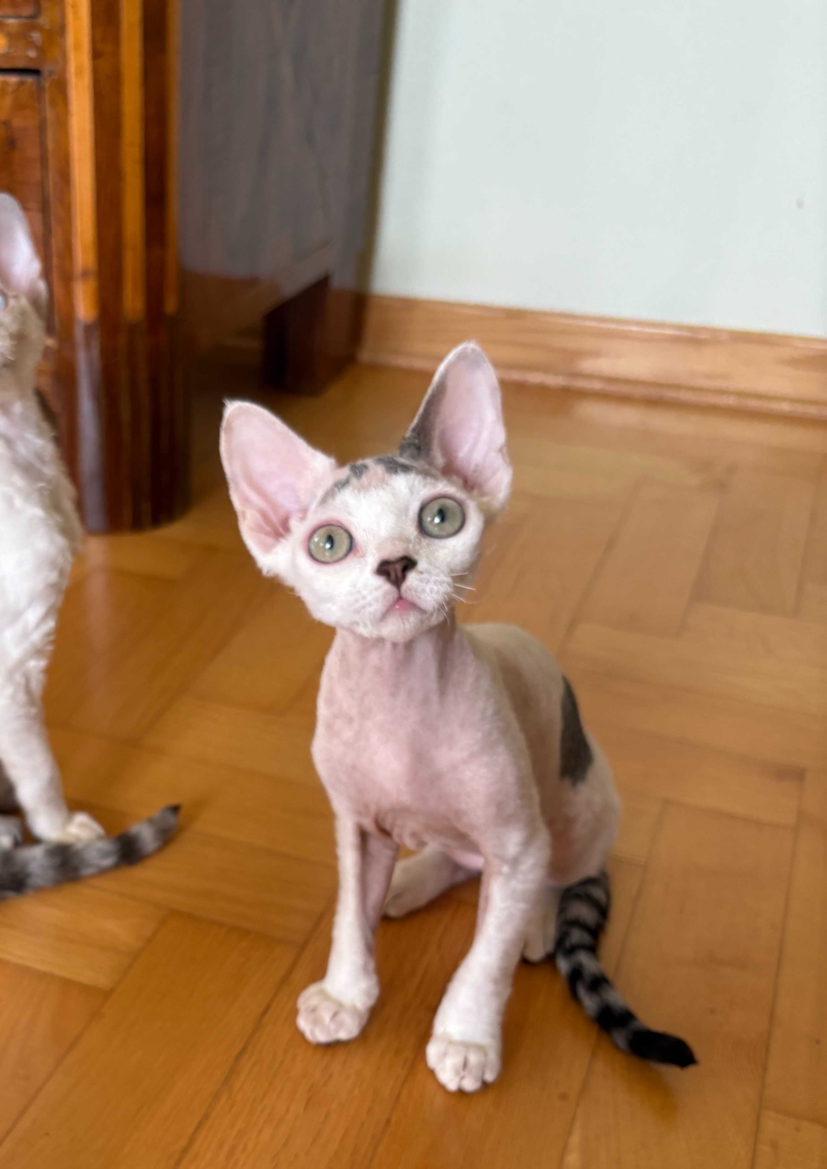 Devon Rex chłopiec