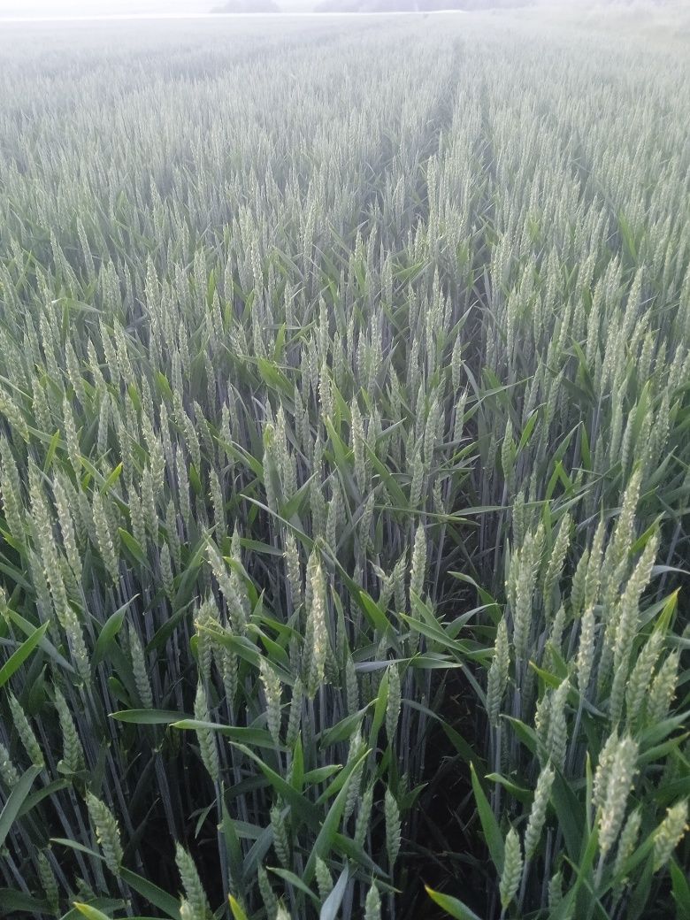 Продам ячмінь, пшениця.