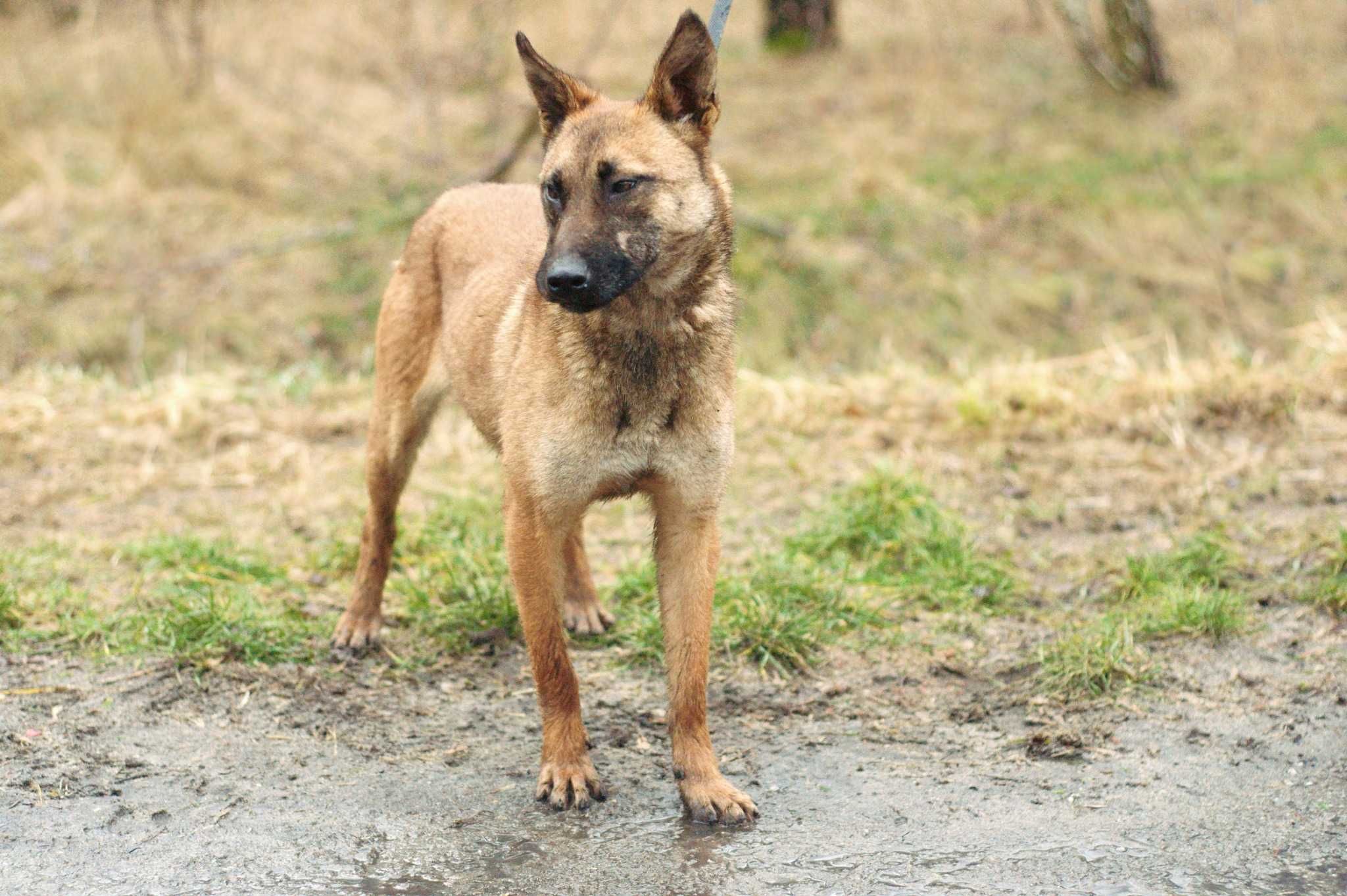 HOLLA - uległa i łagodna sunia w typie owczarka Belgijskiego/Malinois