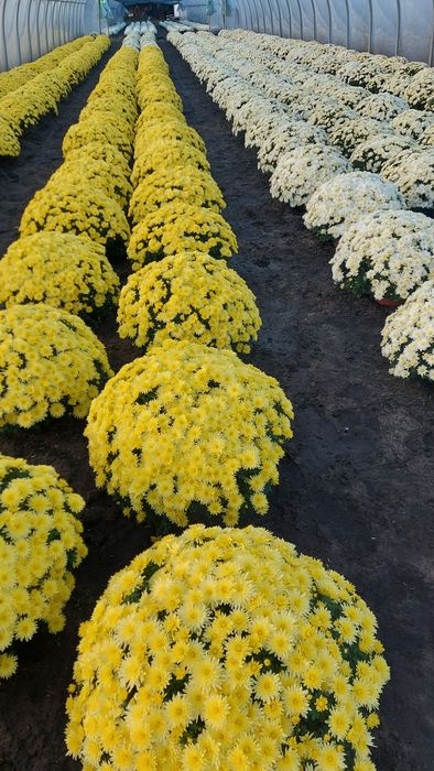 Chryzantemy drobnokwiatowe od producenta