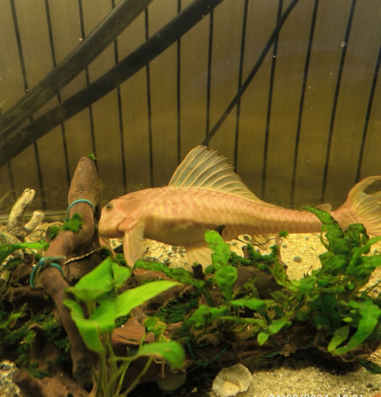 Pleco Comum Albino com 30cm