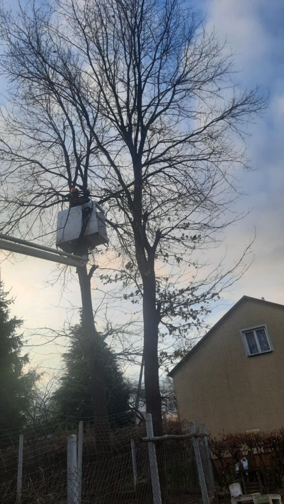 Usługi glebogryzarka, koszenie traw,  wycinka drzew
