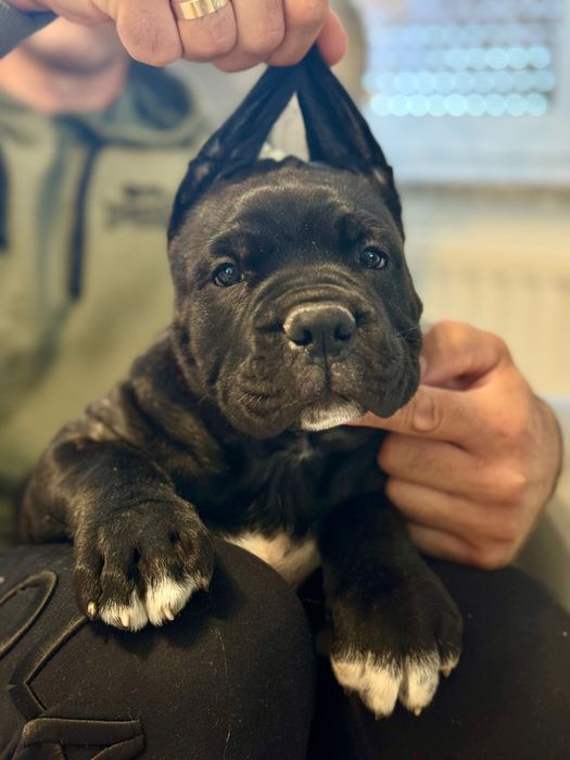 Cane Corso Italiano