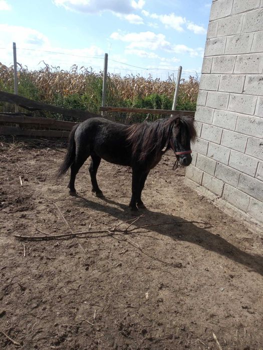 Kucyk za 1000 zł lub 10 beli siana