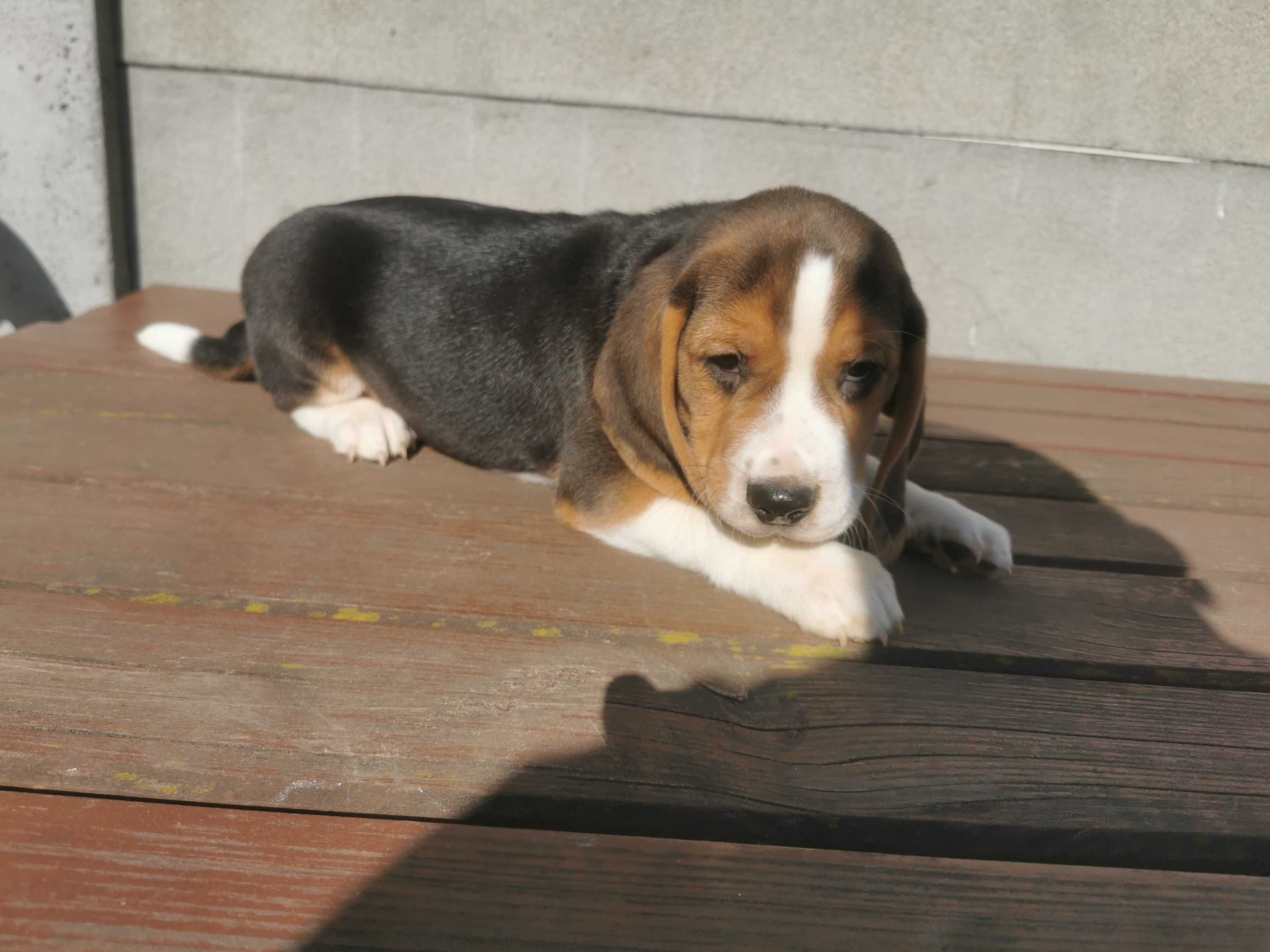 Beagle uroczy piesek