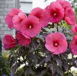 Hibiskus Pink Chocolate 60 cm Roślina Ozdobna różowa hibiskus bagienny
