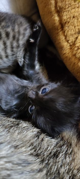 Маленькие котята в добрые руки