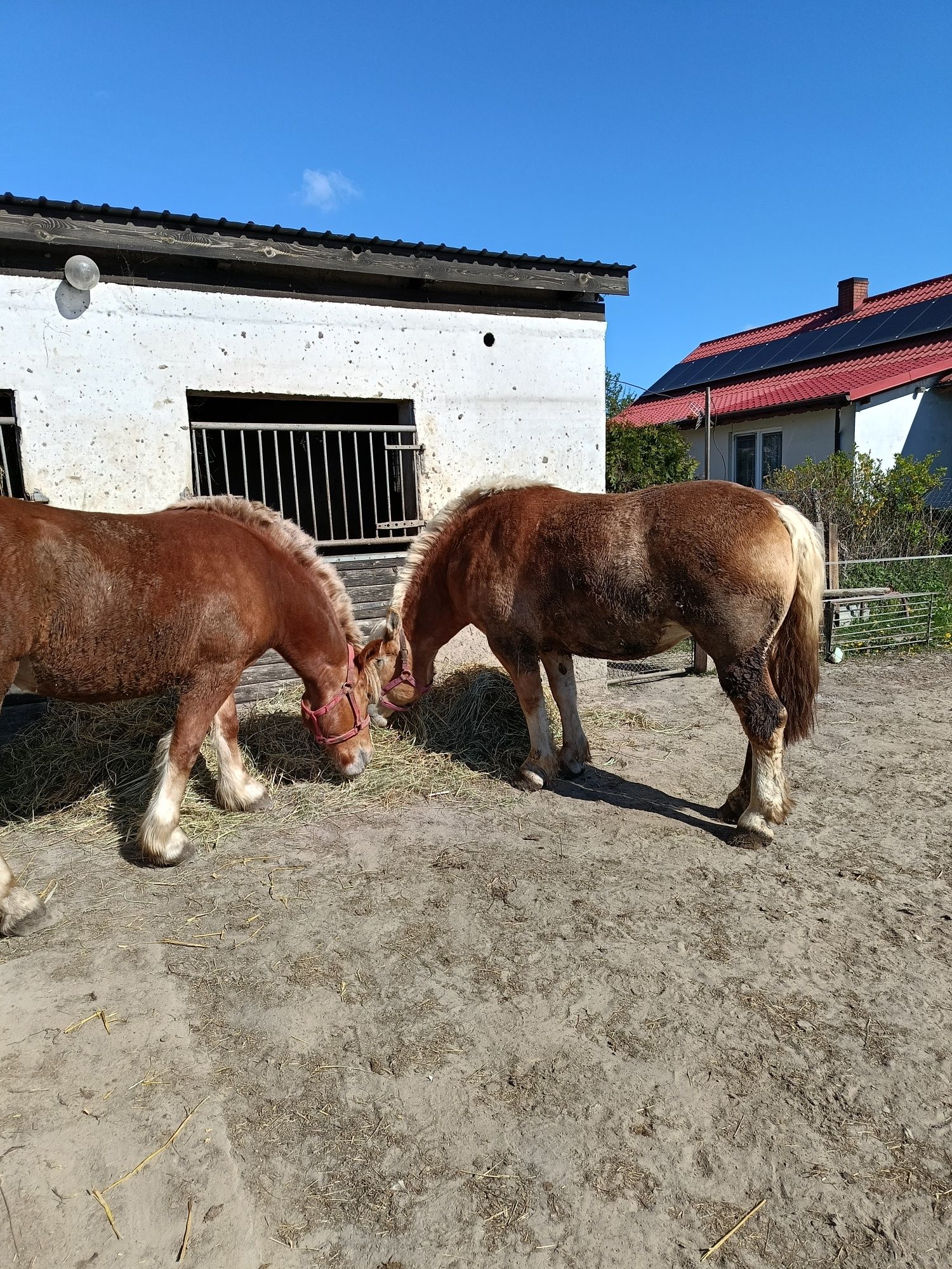 Sprzedam klacz zimnokrwistą.Sztumską.