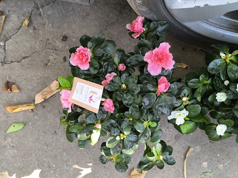 НОВАЯ ПАРТИЯ Азалия  комнатная