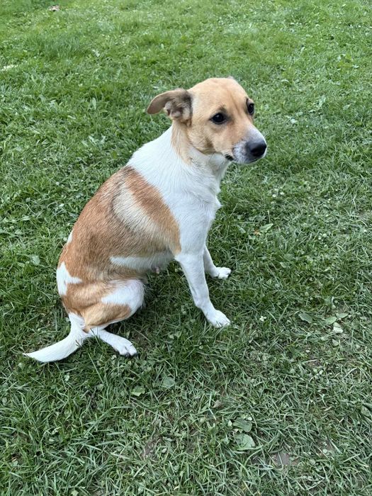 Oddam suczkę za darmo