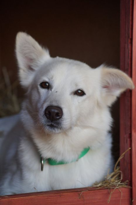 Niedźwiadek – wrażliwy i piękny pies szuka spokojnego domu