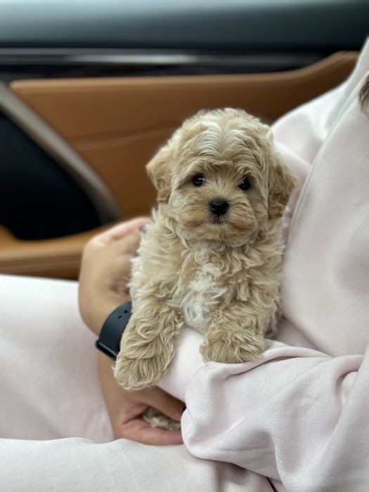 Мальтипу мини девочка ф2