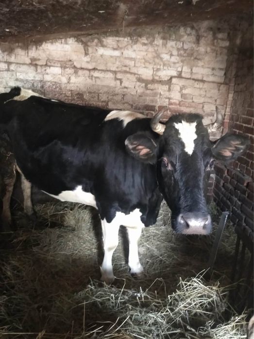 Продам корову (Машка ) 33000 грн , за ціну можна домовитись.