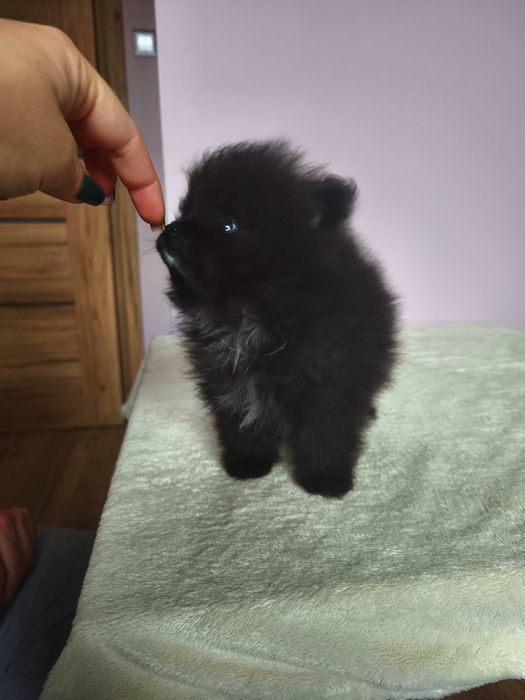 Szpic miniaturowy pomeranian