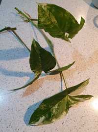 Syngonium albo variegata, 2 sadzonki, szczyt i pędówka