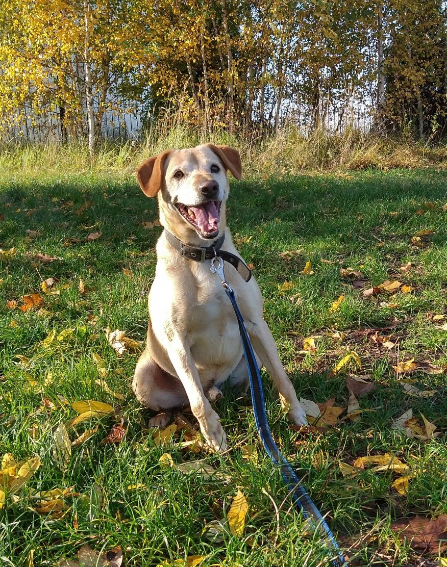 Aktywny Pies do adopcji. Szuka świadomego opiekuna