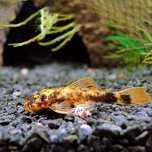 Zbrojnik lda16 calico glonojad