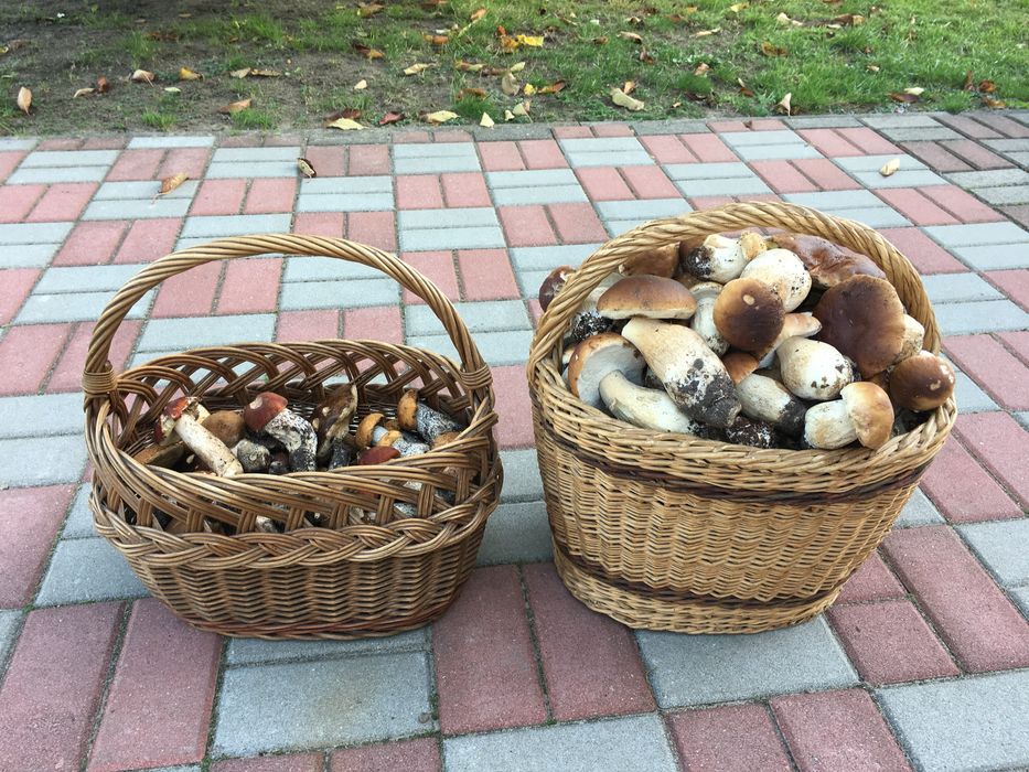 Grzyby suszone prawdziwki