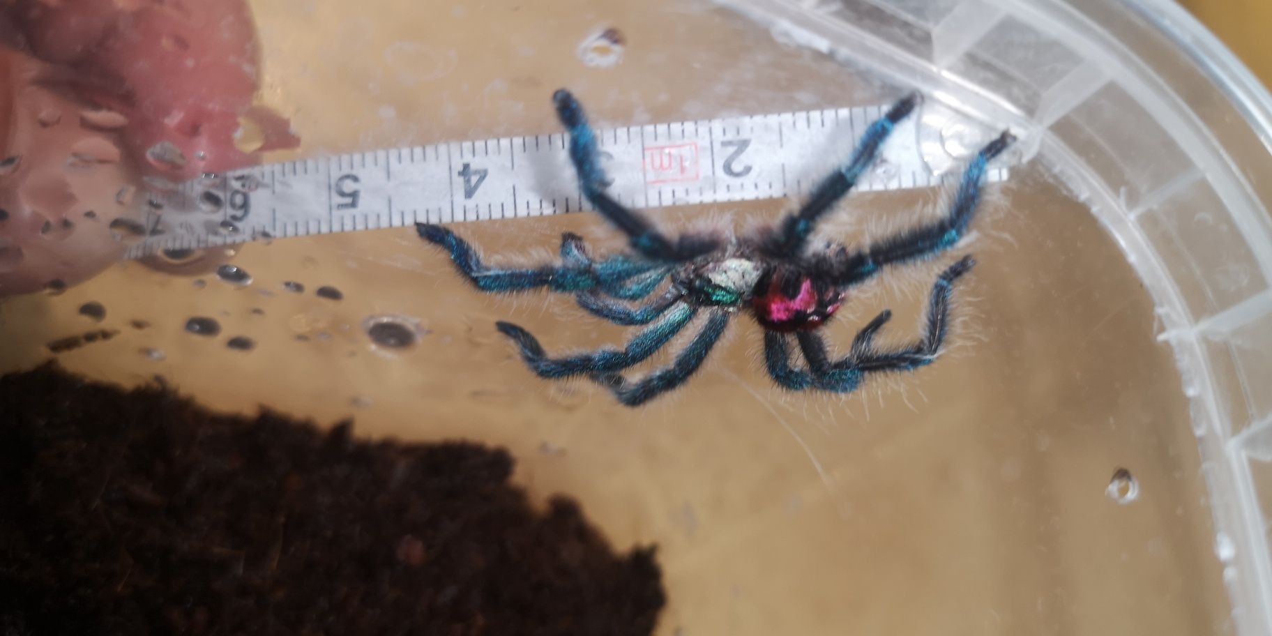 T. Seladonia - dorosły samiec