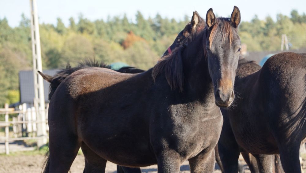 Roczny ogierek typ szlachetny