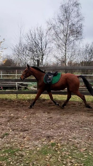 Młody, grzeczny wałach