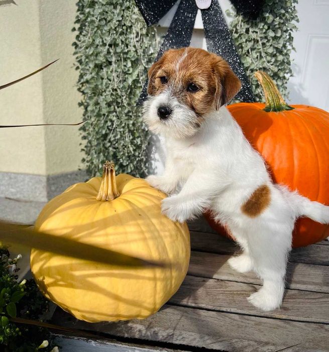 Jack Russell Terrier suczka ZKwP / FCI gotowa do odbioru