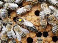 КАРПАТКА Бджоломатки Пчеломатки Плідні матки 2024 року Бджолині матки