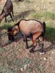 Cabras anãs, 3 machos