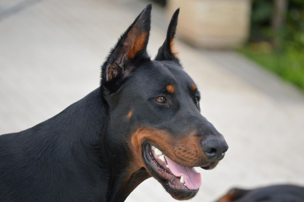 Dobermann bebé lindíssimo