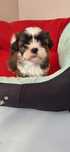 Shih Tzu suczka.