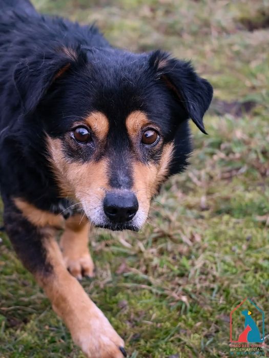 Żabcio 568/24 - SZUKA DOMU!