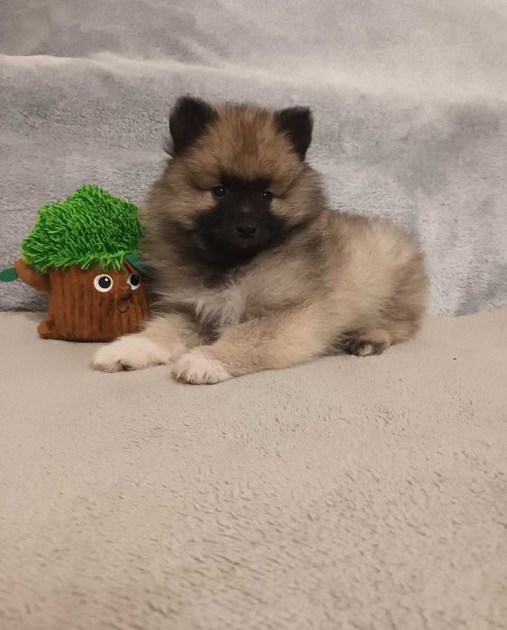 Szpic Wilczy - piesek