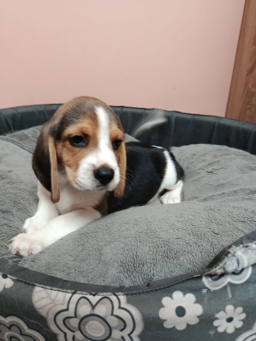 Śliczny piesek Beagle