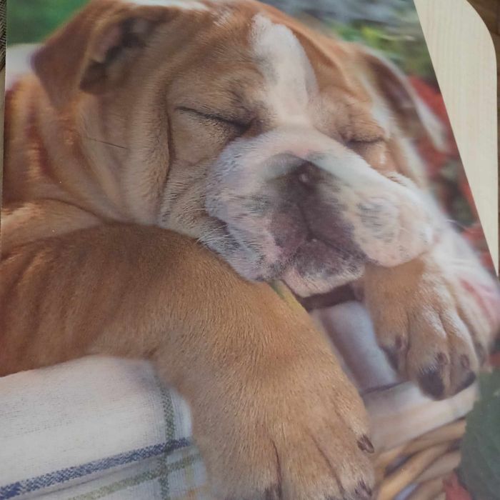 Obraz psa z efektem 3D