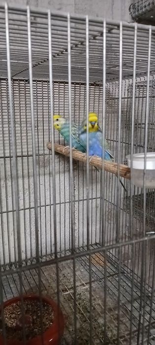 Periquitos arco iris