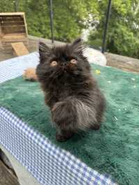 Wyjątkowa perska kotka o niezwyklym kolorze siersci