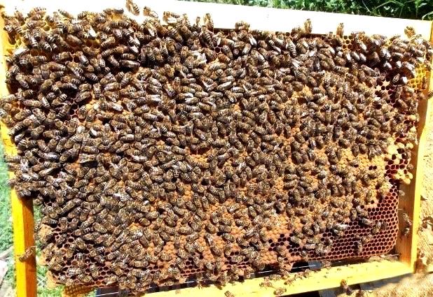 Бджолопакети Карпатка