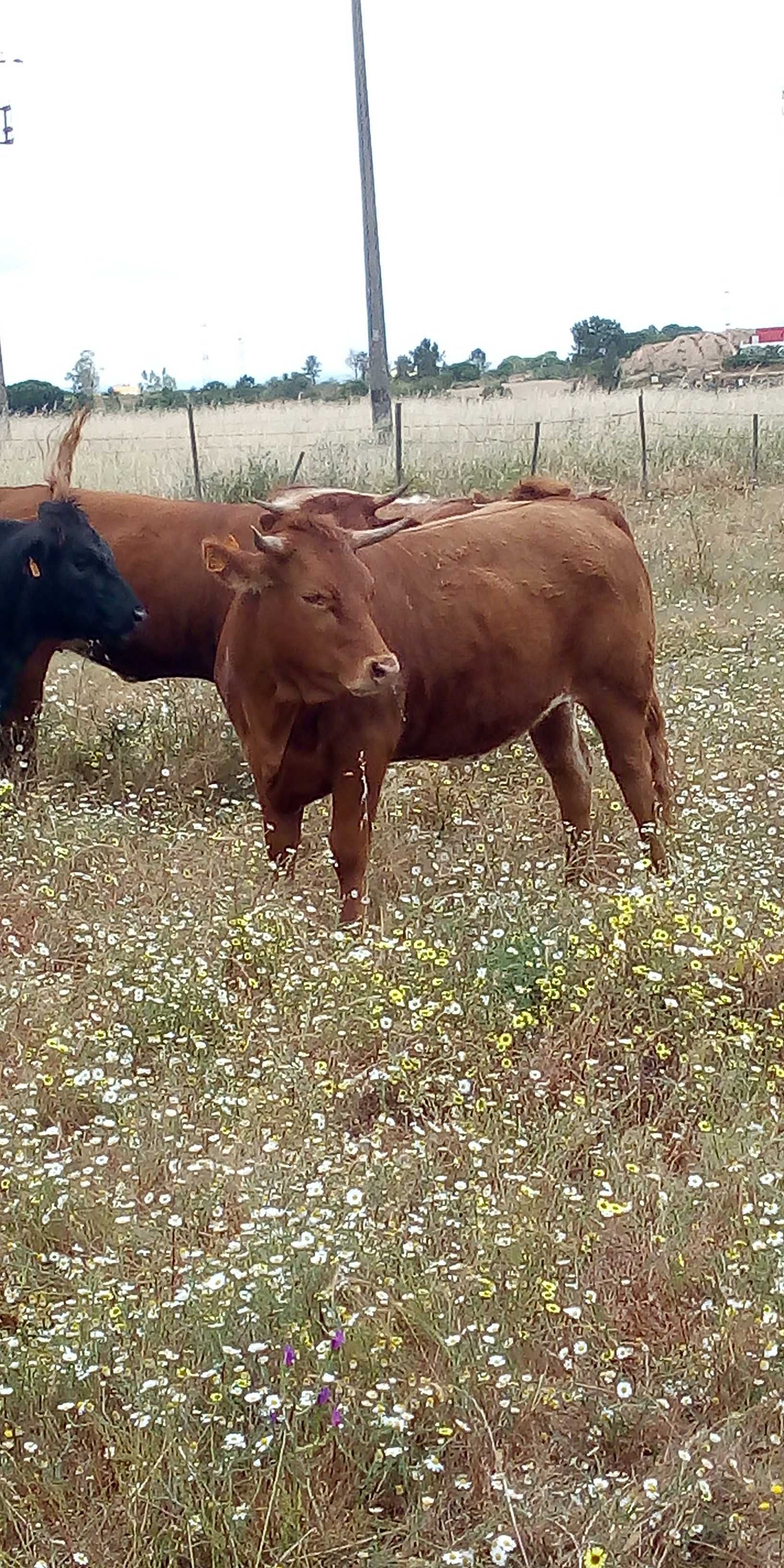 Novilhas e vitelas F1 e F2 Limousine e  Angus