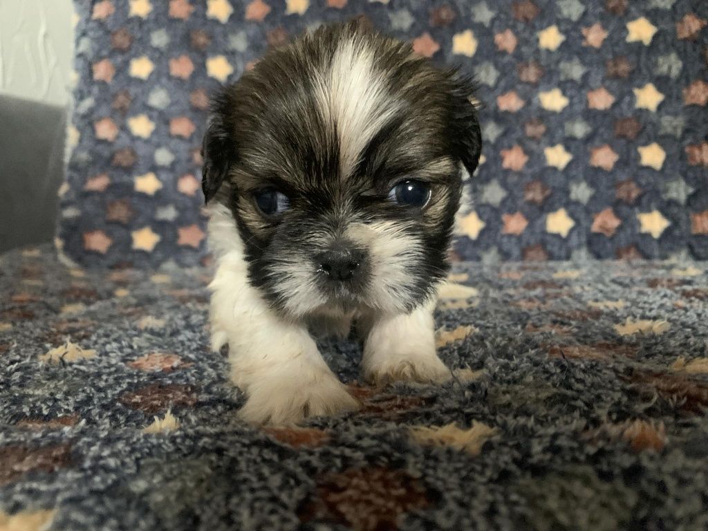 Shih-tzu szczeniak