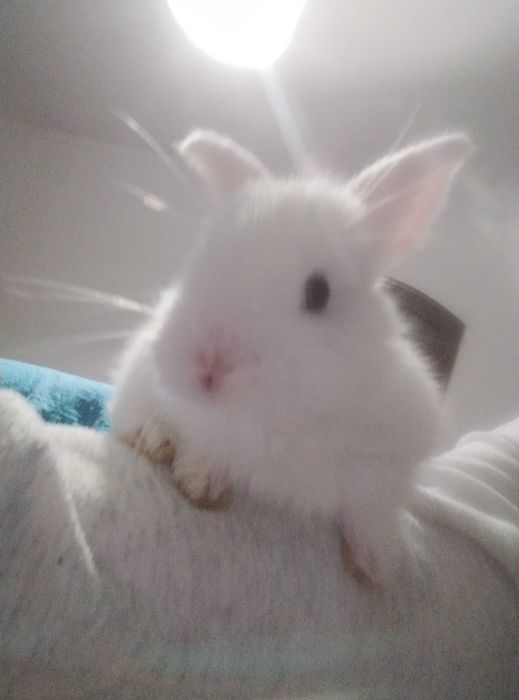 Coelhinho anões para companhia