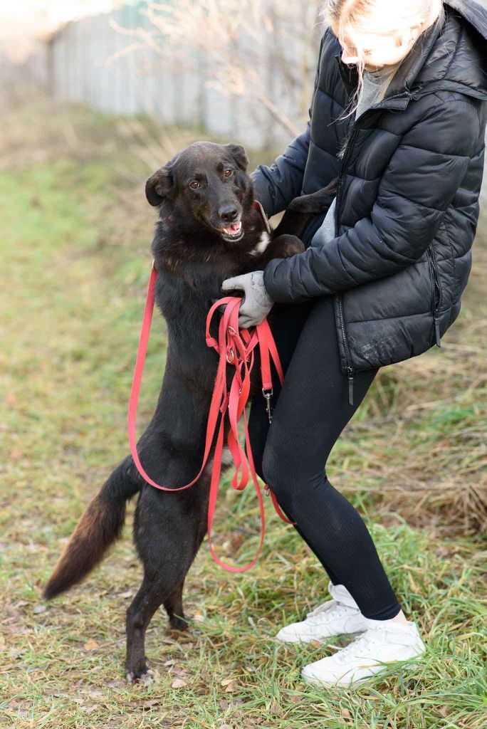 Basco w typie labradora