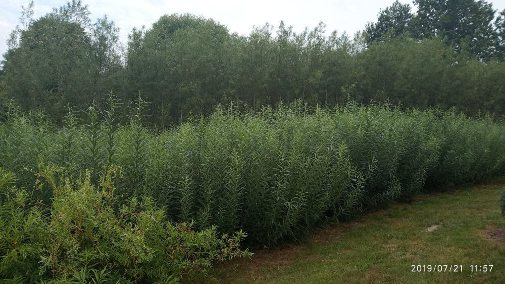 Sadzonki wierzba energetyczna -1000szt,