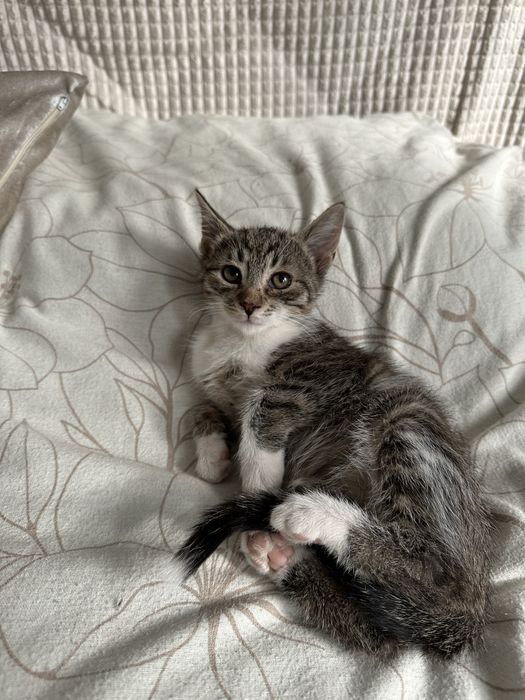 Mały kotek kocurek oddam za darmo