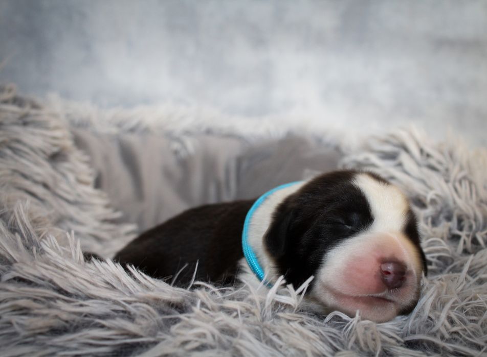 Owczarek srodkowoazjatycki