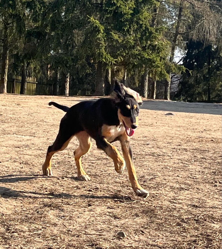 Chart perski saluki